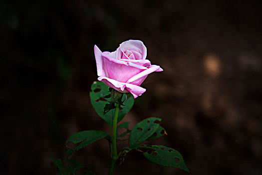 月季花,美丽月季,美艳月季花