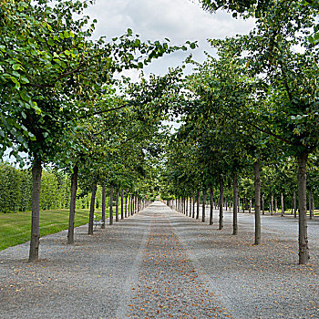 路,小路,排列,树,巴洛克,花园,德罗特宁霍尔姆宫,斯德哥尔摩,瑞典