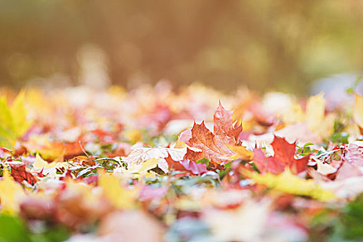 秋天,枫叶,绿色,树篱,特写