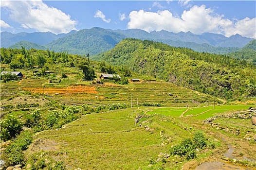 山,风景,稻米,梯田,越南
