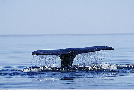 鲸,尾部