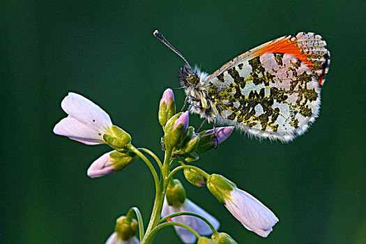 红襟粉蝶,蝴蝶,布谷鸟,花,草甸碎米荠,上艾瑟尔省,荷兰