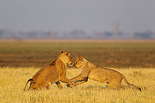 狮子,两个,雌狮,玩,日出,萨维提,乔贝国家公园,博茨瓦纳,非洲