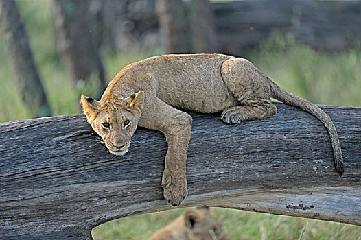 狮子,躺着,树干,马赛马拉国家保护区,肯尼亚,非洲