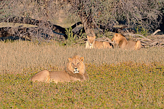 狮子,雄性,卧,草,情侣,后面,晨光,卡拉哈迪大羚羊国家公园,北开普,南非,非洲