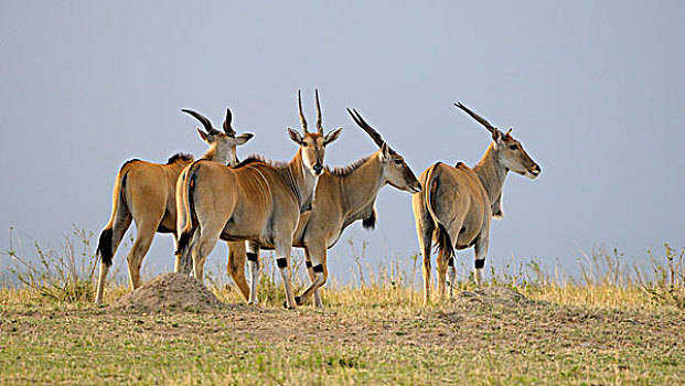 大羚羊,南方,牧群,风景,马赛马拉国家保护区,肯尼亚,东非,非洲