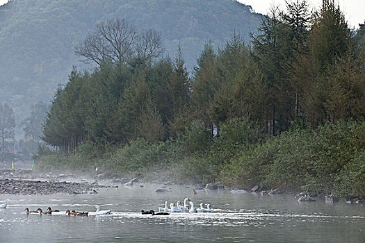 湖,水面,雾气,蒸腾,白雾,水蒸气,缥缈,仙境,灵性,家禽,鸭子,鹅,游动,自在,安静,自然,风光