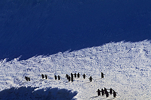 南极,南,奥克尼群岛,岛屿,阿德利企鹅,走,雪堤