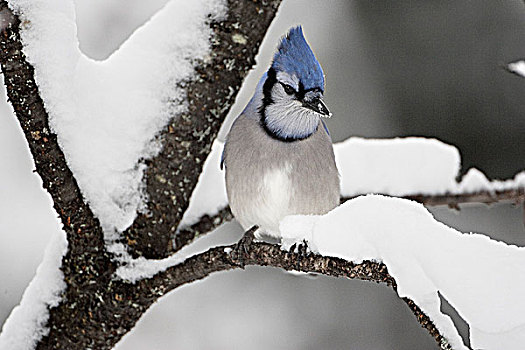 蓝松鸦,积雪,枝条,阿尔冈金省立公园,安大略省,加拿大