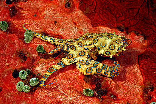 章鱼,红色,海绵,强健,海鞘,四王群岛,伊里安查亚省,西巴布亚,印度尼西亚,亚洲