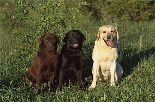 拉布拉多犬,狗,三个,成年,黑色,巧克力,黄色拉布拉多犬,坐,一起