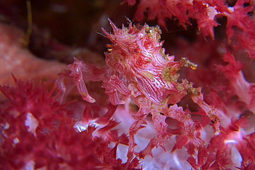 螃蟹,软珊瑚,巴布亚新几内亚,大洋洲