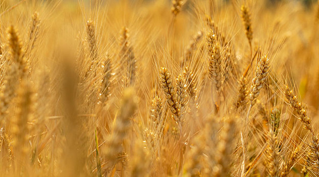金色的,小麦,地里