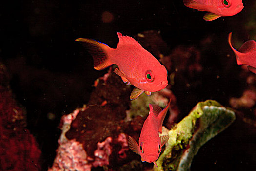 鱼,金拟花鲈,班达海,印度尼西亚