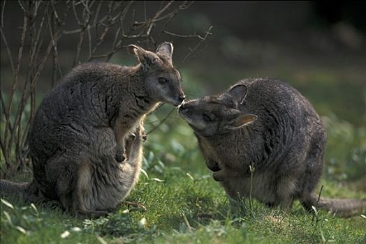 小袋鼠,一对,吻,交际,行为,澳大利亚