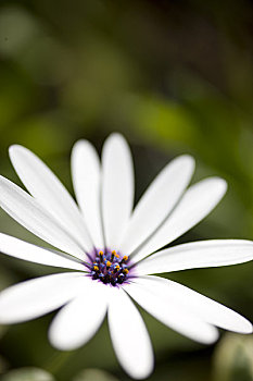 白色,南非万寿菊