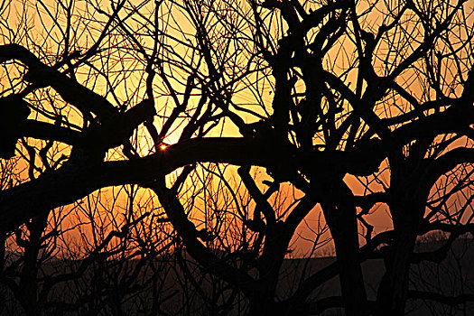 树木,剪影,枝杈,树枝,线条,怪异,冬季,雀巢,鸟窝,落日