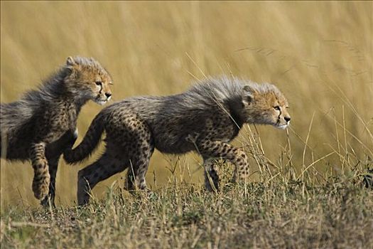 印度豹,猎豹,星期,老,幼兽,玩耍,尾随,马赛马拉,自然保护区,肯尼亚