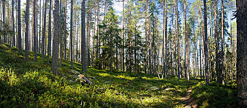 全景,夏天,树林,远足,区域,芬兰
