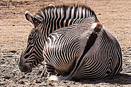 白氏斑马,马,斑马,休息,土地,埃托沙国家公园,纳米比亚