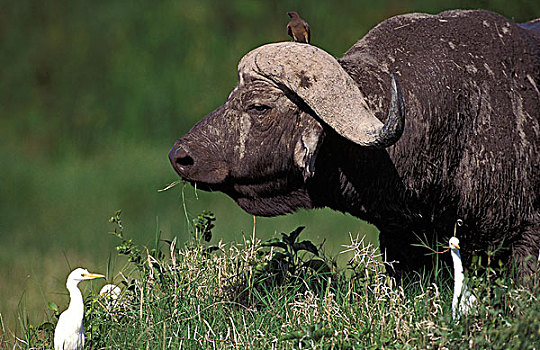 非洲水牛,牛背鹭,马赛马拉,公园,肯尼亚