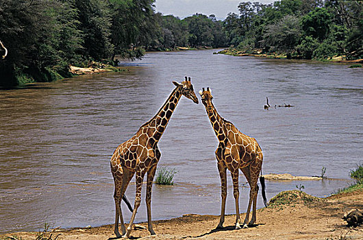 网纹长颈鹿,长颈鹿,成年,站立,靠近,河,公园,肯尼亚