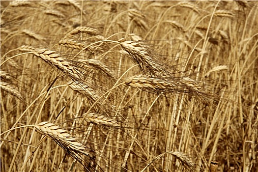 农业,小麦,金色,干燥,作物