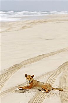 澳洲野狗,海滩,弗雷泽岛,昆士兰,澳大利亚