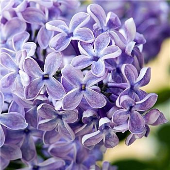 紫罗兰,花,丁香