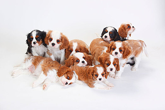 查尔斯王犬,小狗,三种颜色,布伦海姆,坐,亲密,一起,白色背景