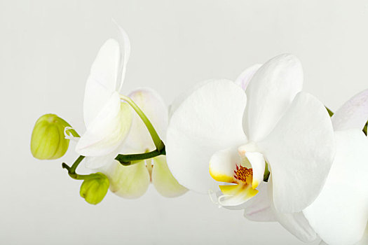 浪漫,枝条,白色,兰花