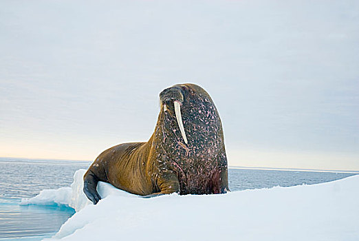 格陵兰,海洋,挪威,斯瓦尔巴群岛,斯匹次卑尔根岛,海象,雄性动物,一个,獠牙,漂浮,海冰