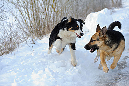 澳洲牧羊犬,德国牧羊犬,跑,雪中