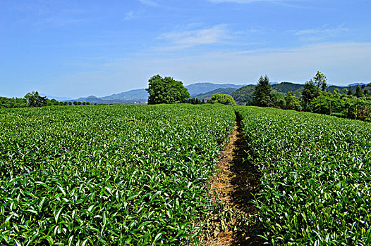 茶业种植基地