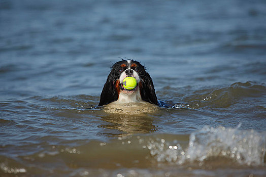 查尔斯王犬,三种颜色,雄性,水中,球,嘴,特塞尔,荷兰