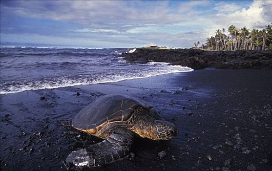 绿海龟,龟类,黑色背景,沙滩,夏威夷大岛,夏威夷,美国