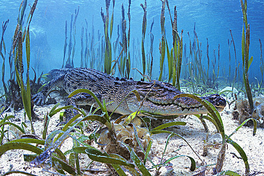 咸水鳄,湾鳄,水生植物,水下,帕劳,密克罗尼西亚,大洋洲