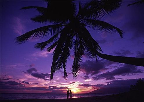 夏威夷,毛伊岛,棕榈树,上方,海滩,日落,伴侣,漫步,海岸线,远景