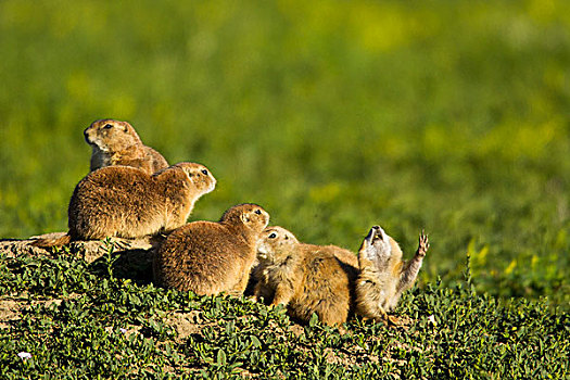 草原土拨鼠,家族,西奥多罗斯福国家公园,北达科他,美国