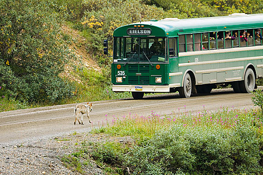 德纳里峰国家公园,旅游巴士,停止,公园,道路,灰狼,室内,阿拉斯加