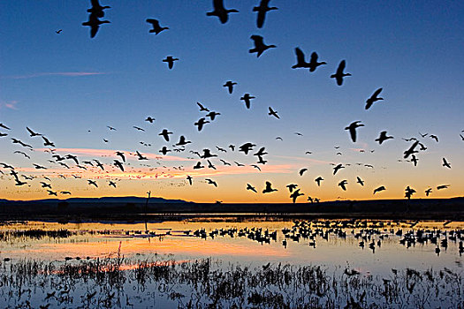 雪雁,飞,日出,黎明,野生动植物保护区,新墨西哥,美国,北美