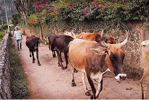 男人,放牧,牛,莫雷洛斯,墨西哥