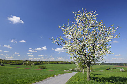 盛开,樱桃树,小路,奥登瓦尔德,黑森州,德国