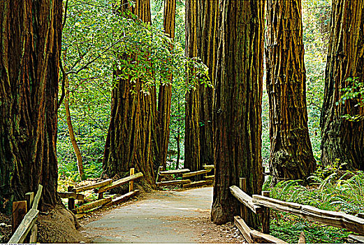 人行道,树林,加利福尼亚
