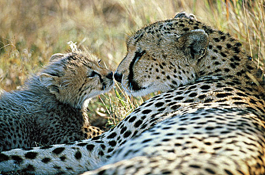 印度豹,猎豹,女性,幼兽,马赛马拉,公园,肯尼亚