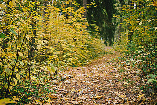 狭窄,小路,彩色,秋日树林,聚焦,前景
