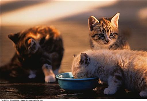小猫,碗,牛奶