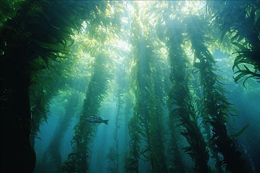 巨大,海藻,巨藻,形态,暗色,茂密,树荫,树林,寒冷,水,南加州