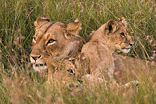雌狮,幼兽,狮子,马赛马拉,肯尼亚,非洲