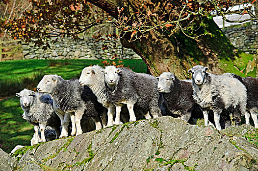 生活,绵羊,母羊,成群,站立,石头,湖区,坎布里亚,英格兰,英国,欧洲